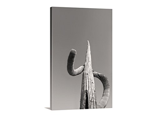 Veliki Saguaro Cactus Zidna Umjetnička Fotografija Print